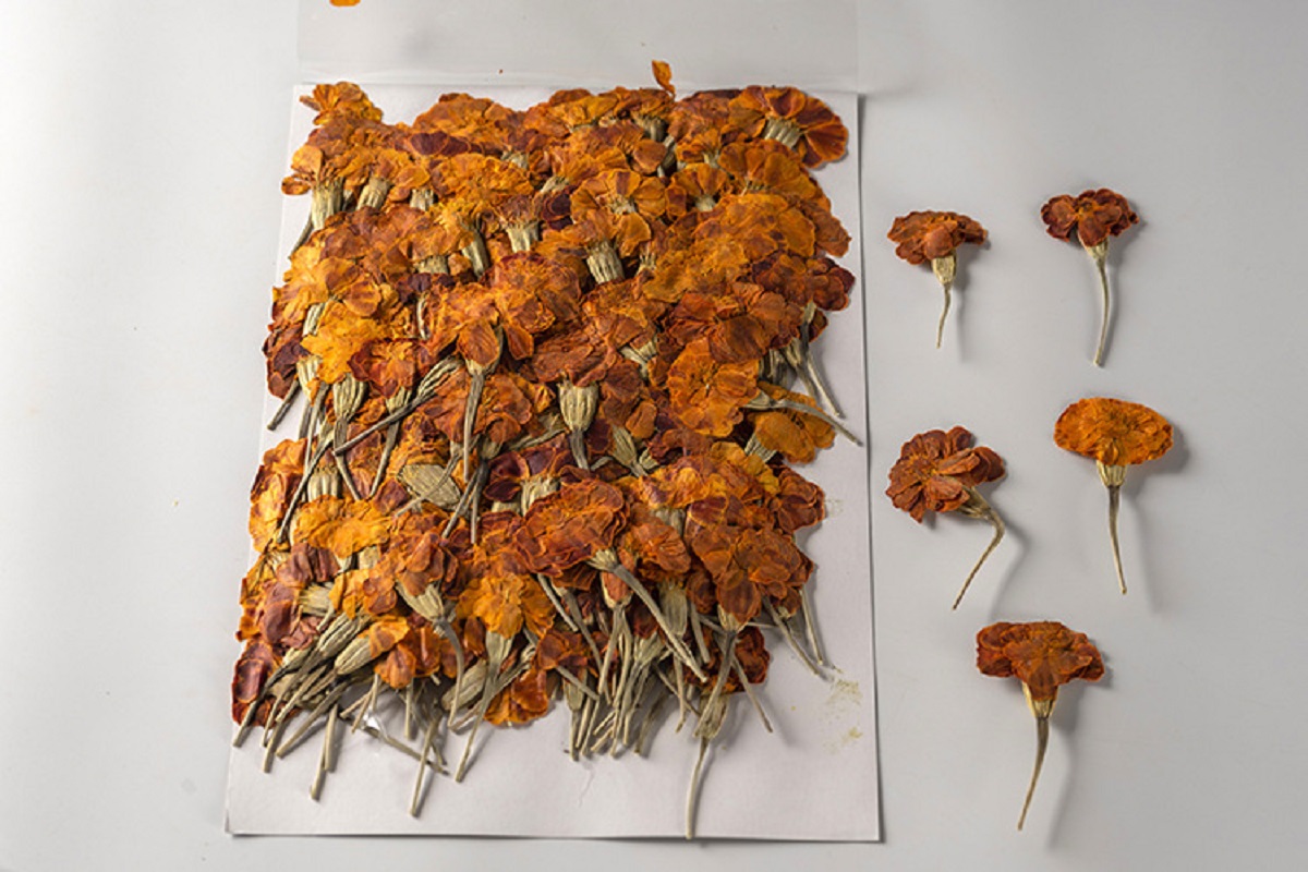 Dried Flower Bookmark - 250 шт. прессованных сухих цветов Tagetes