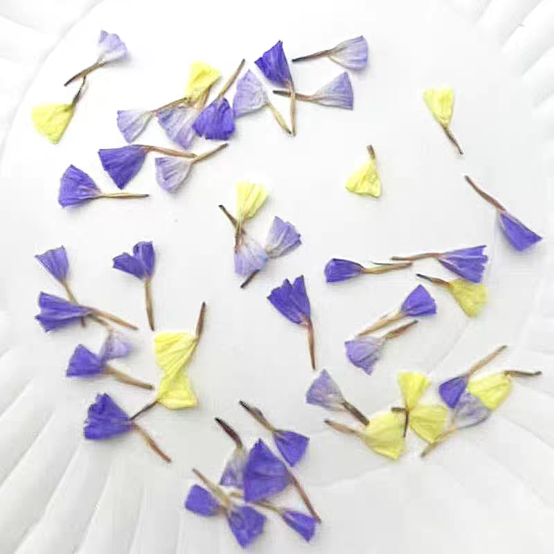 Dried Flower Bookmark - прессованные сушеные Myosotis Alpestris цветок голова