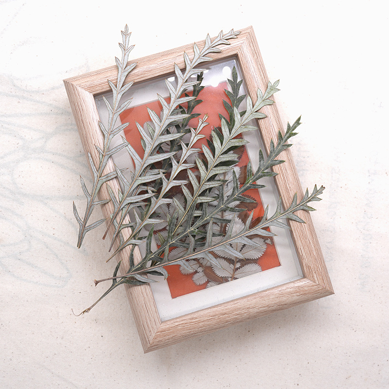Прессованные сухие листья папо – обзор и цена Dried Flower Bookmark
