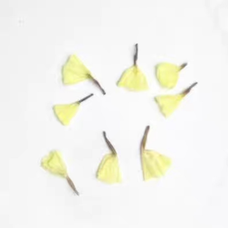прессованные сушеные Myosotis  – обзор и цена Dried Flower Bookmark
