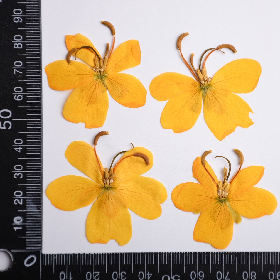 Желтая бабочка, цветок, искусс – обзор и цена Dried Flower Bookmark